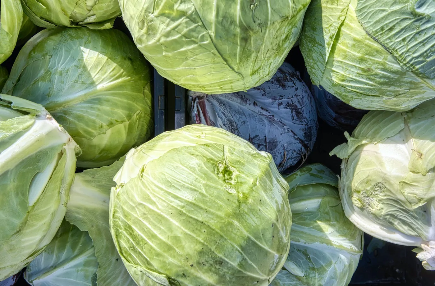 Verduras frescas de qualidade